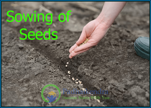 Agriculture - Selection and Sowing of Seeds