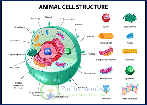 Animal Cells- Structure Function and Types