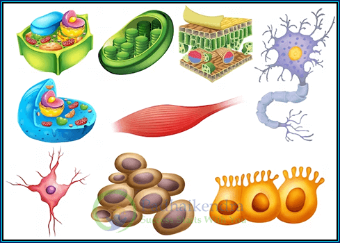 Animal tissue- Structure and types of animal tissue