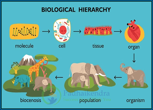 Animal tissue- Structure and types of animal tissue