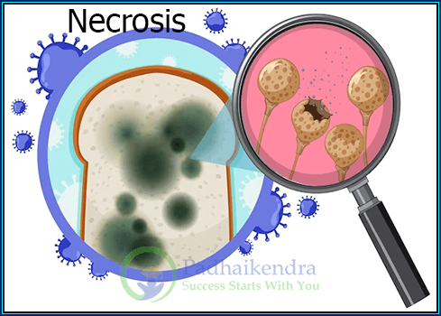Apoptosis and Necrosis