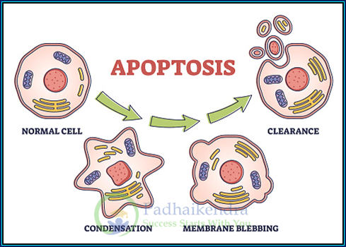Apoptosis and Necrosis