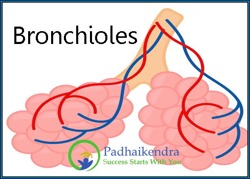Bronchioles