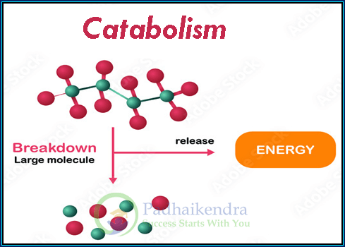 Catabolism