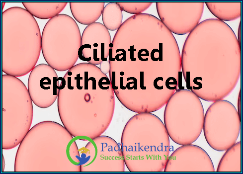 Ciliated epithelial cells
