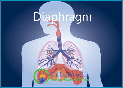 Diaphragm