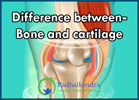 Difference between- Bone and cartilage