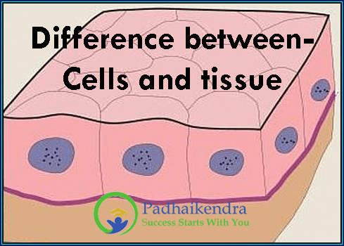 Difference between- Cells and tissue