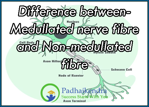 Difference between- Medullated nerve fibre and Non-medullated fibre