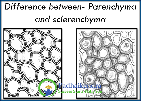 Difference between- Parenchyma and sclerenchyma