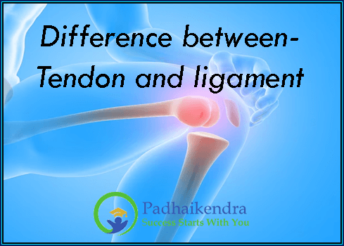 Difference between- Tendon and ligament