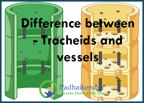 Difference between - Tracheids and vessels