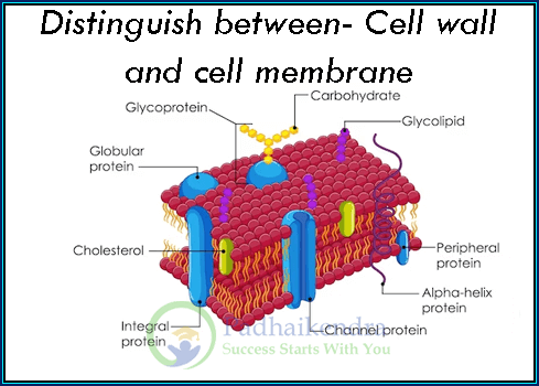Distinguish between- Cell wall and cell membrane