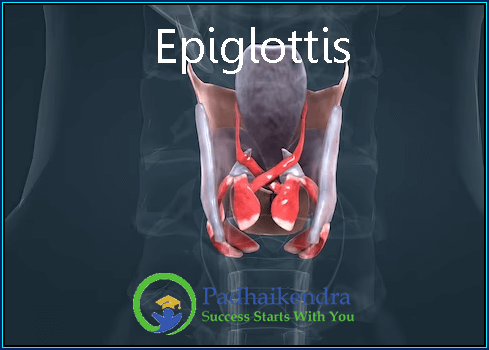 Epiglottis