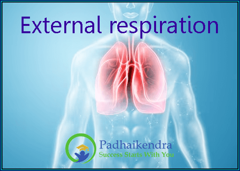 External respiration
