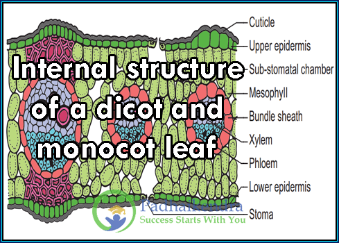 Internal structure of a dicot and monocot leaf