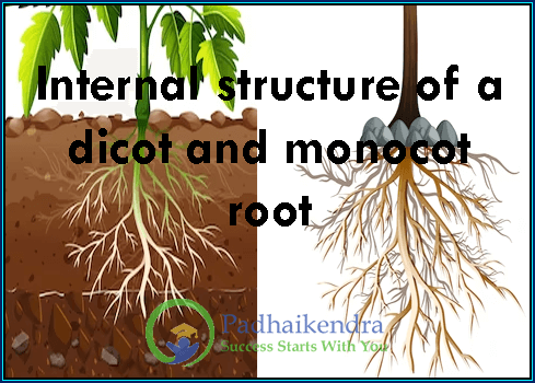 Internal structure of a dicot and monocot root