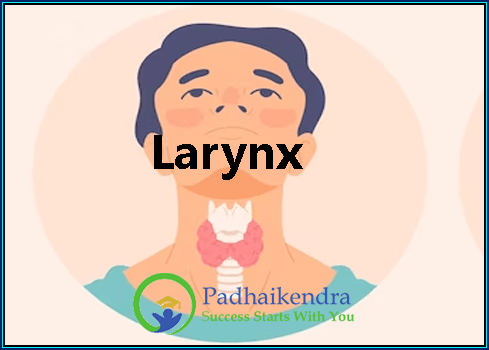 Larynx