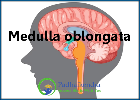 Medulla oblongata