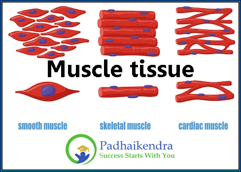 Muscle tissue