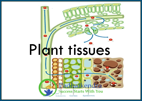 Plant tissues