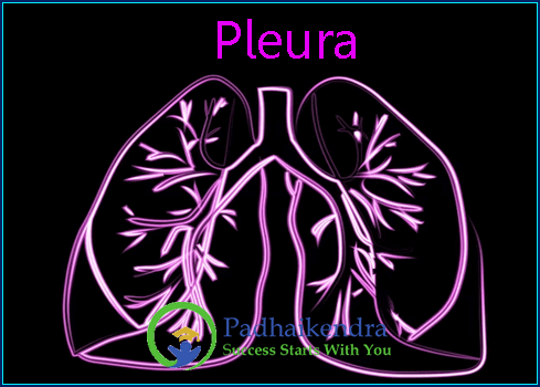 Pleura