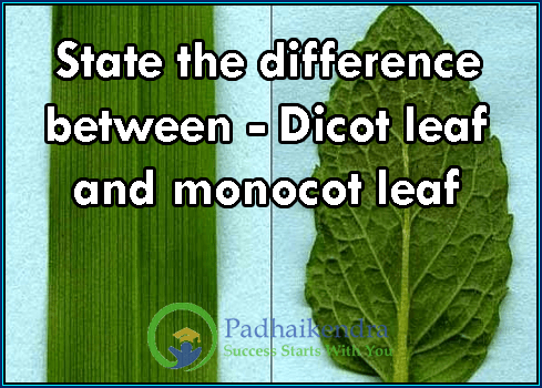 State the difference between - Dicot leaf and monocot leaf