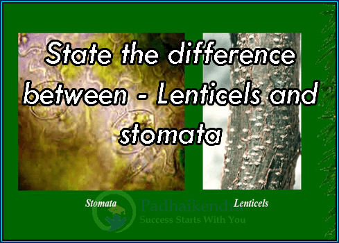 State the difference between - Lenticels and stomata