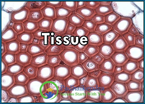 Tissue