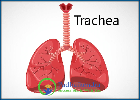 Trachea