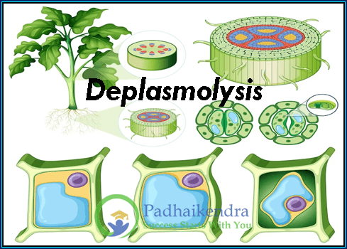 What is Plasmolysis and Deplasmolysis