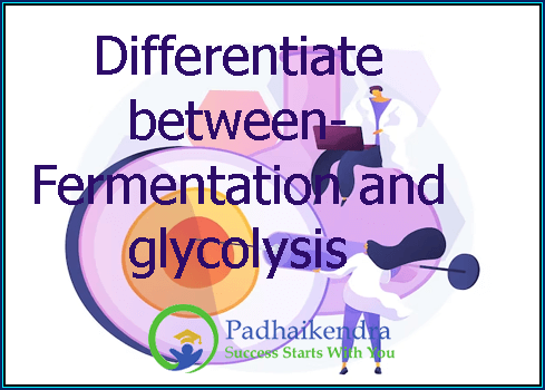 Differentiate between- Fermentation and glycolysis