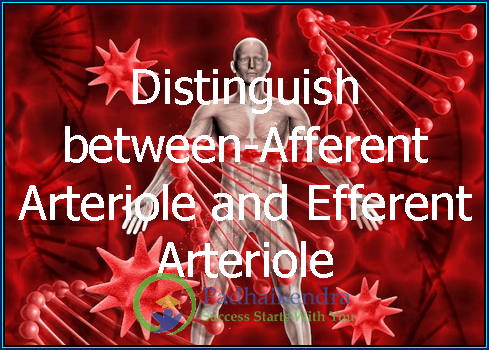 Distinguish between-Afferent Arteriole and Efferent Arteriole