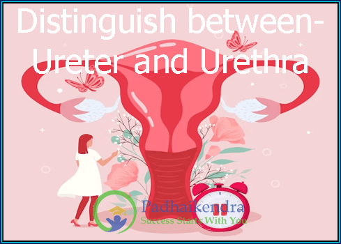Distinguish between- Ureter and Urethra
