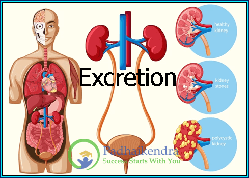Excretion