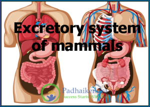 Human Excretory System