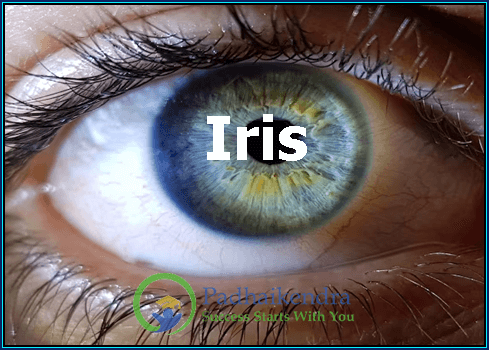 Iris