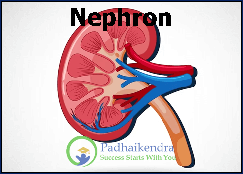 Nephron