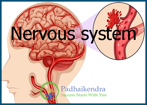 Nervous system