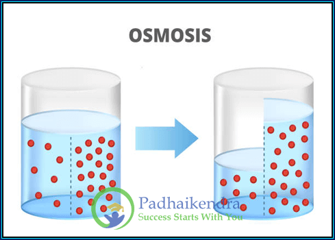 Osmosis