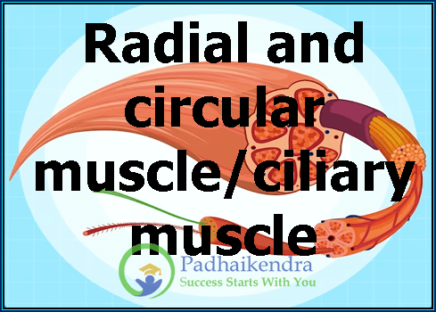 Radial and circular muscle/ciliary muscle