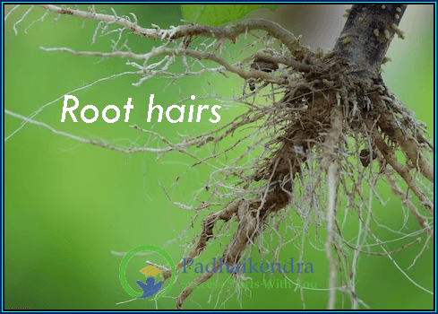 Root hairs