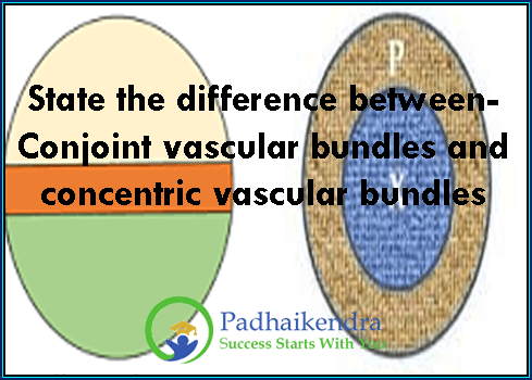 State the difference between -Conjoint vascular bundles and concentric vascular bundles