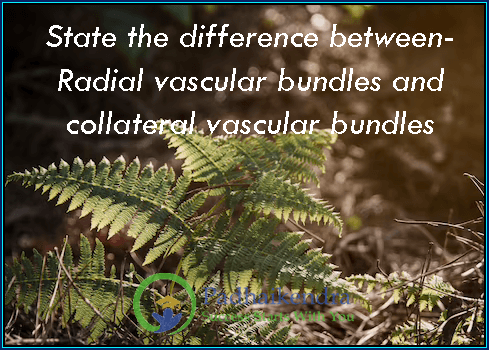 State the difference between -Radial vascular bundles and collateral vascular bundles