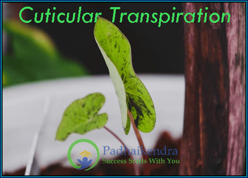 Cuticular Transpiration