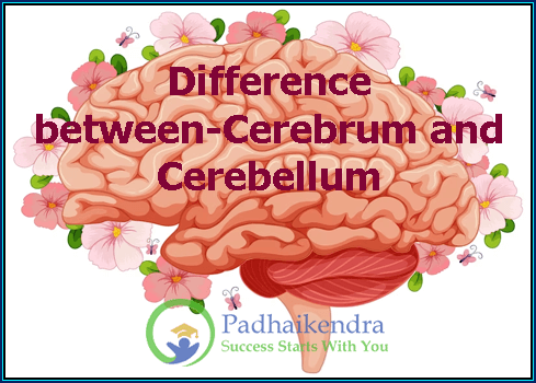 Difference between-Cerebrum and cerebellum