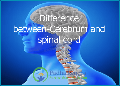 Difference between-Cerebrum and spinal cord