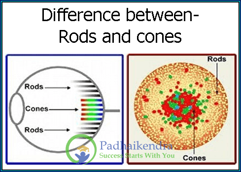 Difference between-Rods and cones