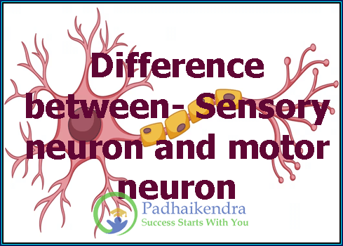 Difference between- Sensory neuron and motor neuron