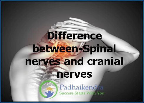 Difference between-Spinal nerves and cranial nerves